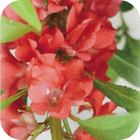 てぃんさぐぬ花